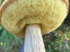 Aureoboletus projectellus