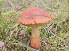 Aureoboletus projectellus