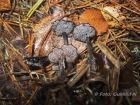 Auriscalpium vulgare