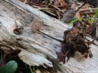 Auriscalpium vulgare