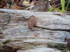 Auriscalpium vulgare