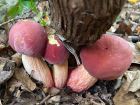 Baorangia bicolor
