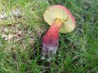 Baorangia bicolor