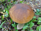 Boletus edulis