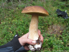 Boletus edulis