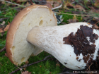 Boletus edulis