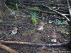 Boletus edulis