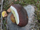 Boletus pinophilus