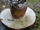 Boletus pinophilus