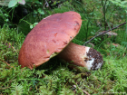 Boletus pinophilus