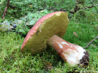 Boletus pinophilus