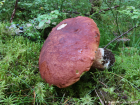 Boletus pinophilus