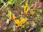 Calocera viscosa