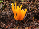 Calocera viscosa