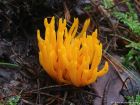 Calocera viscosa