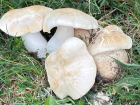 Calocybe gambosa