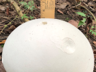 Calvatia gigantea