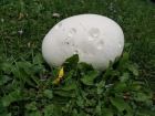 Calvatia gigantea