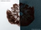 Candolleomyces candolleanus