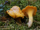 Cantharellus cibarius