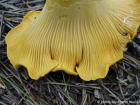 Cantharellus cibarius