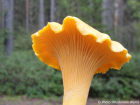 Cantharellus cibarius