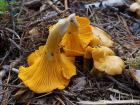 Cantharellus cibarius