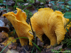 Cantharellus cibarius