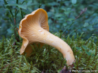 Cantharellus cibarius
