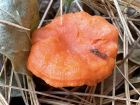 Cantharellus cinnabarinus