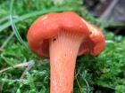 Cantharellus cinnabarinus