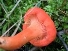 Cantharellus cinnabarinus