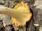 Cantharellus lateritius