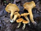 Cantharellus lateritius