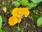 Cantharellus lateritius