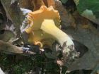 Cantharellus lateritius