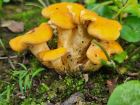 Cantharellus lateritius