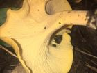 Cantharellus lateritius