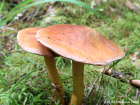 Chalciporus piperatus