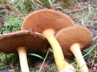 Chalciporus piperatus