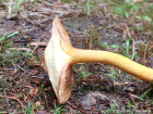 Chalciporus piperatus