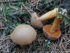 Chalciporus piperatus