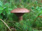 Chroogomphus rutilus