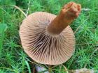 Chroogomphus rutilus