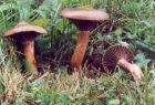 Chroogomphus rutilus
