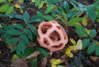 Clathrus ruber