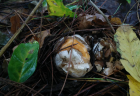 Clathrus ruber