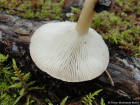 Clitocybe gibba