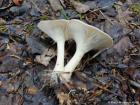 Clitocybe gibba