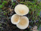 Clitocybe gibba